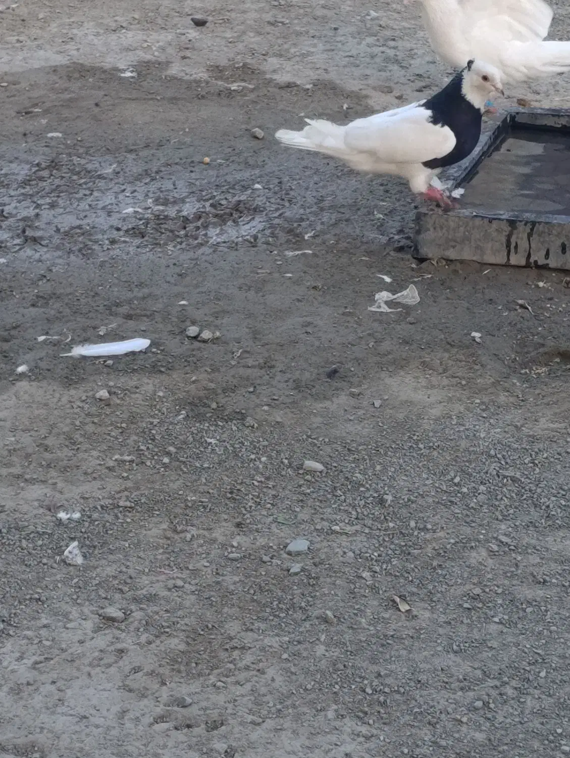 اگهی بخون|پرنده|کهنوج, |دیوار