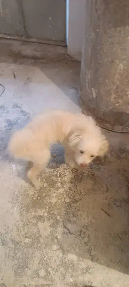 سگ خانگی|سگ|فردیس, داوری|دیوار