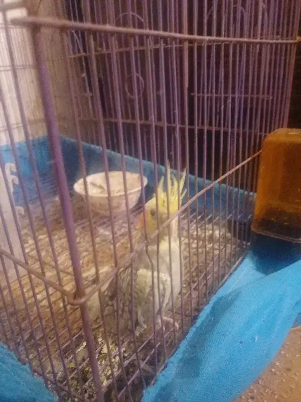 عروس هلندی|پرنده|یزد, |دیوار