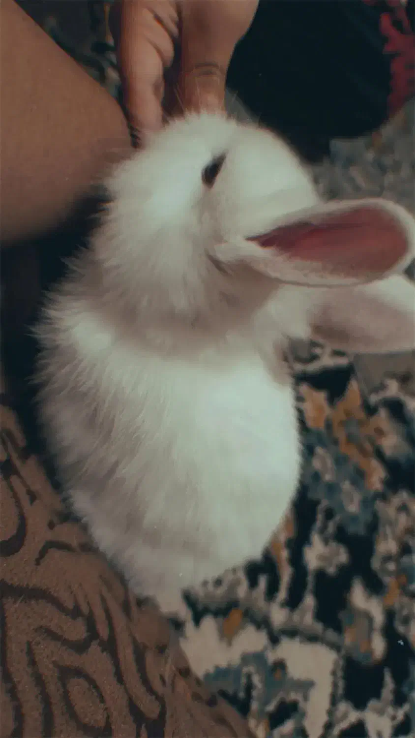 خرگوش|موش و خرگوش|تربت جام, کشتارگاه|دیوار