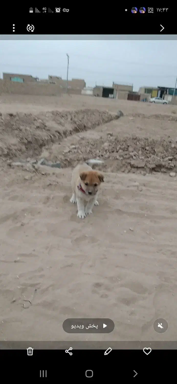 باچیزیم ماملعه می کونم|سگ|کاشان, کارگر|دیوار