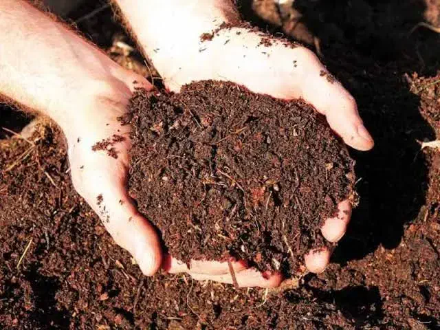 کود مرغ|خدمات باغبانی و درختکاری|اردبیل, |دیوار