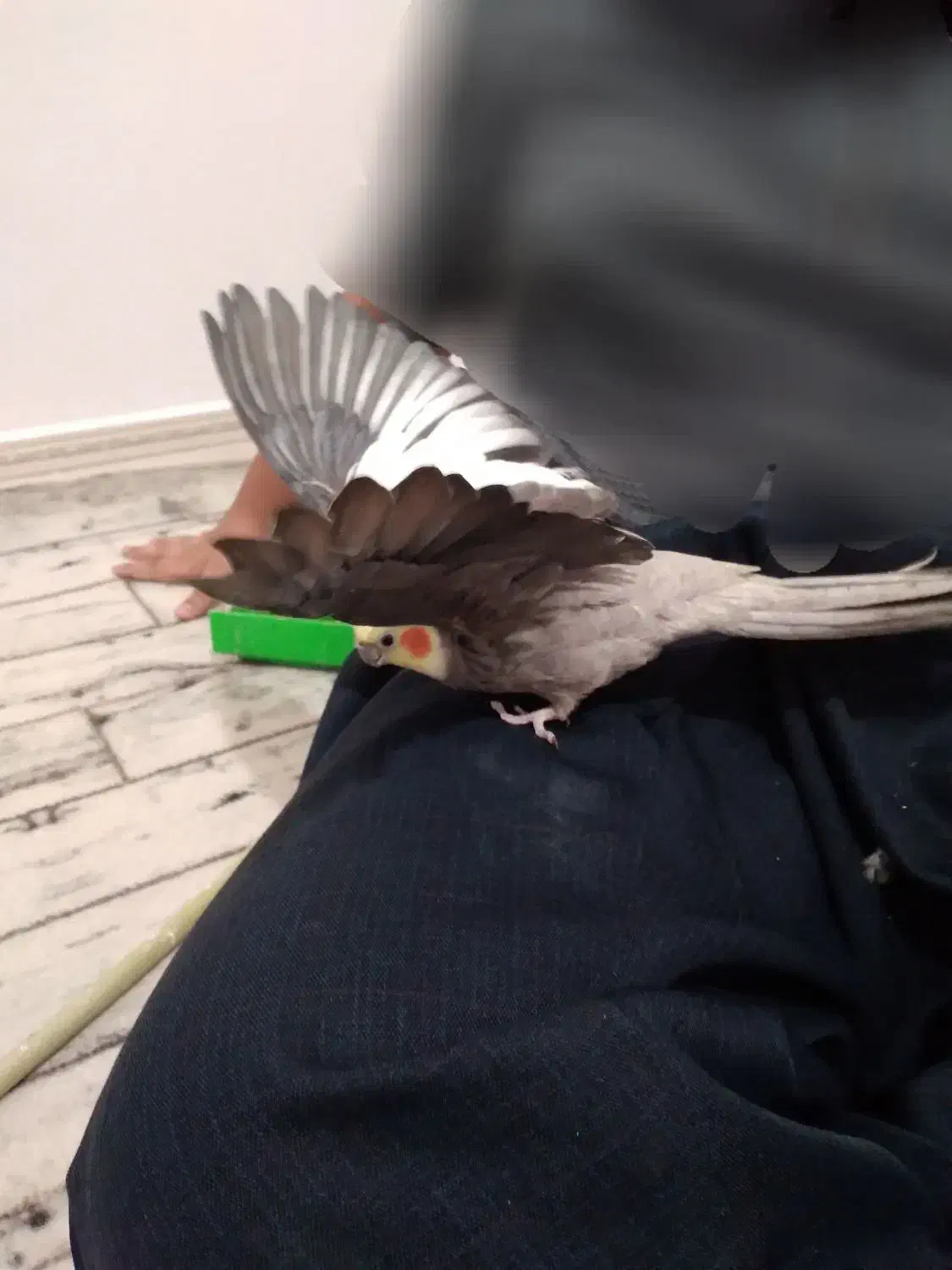 عروس هلندی نر وماده سالم|پرنده|نظرآباد, نظرآباد|دیوار