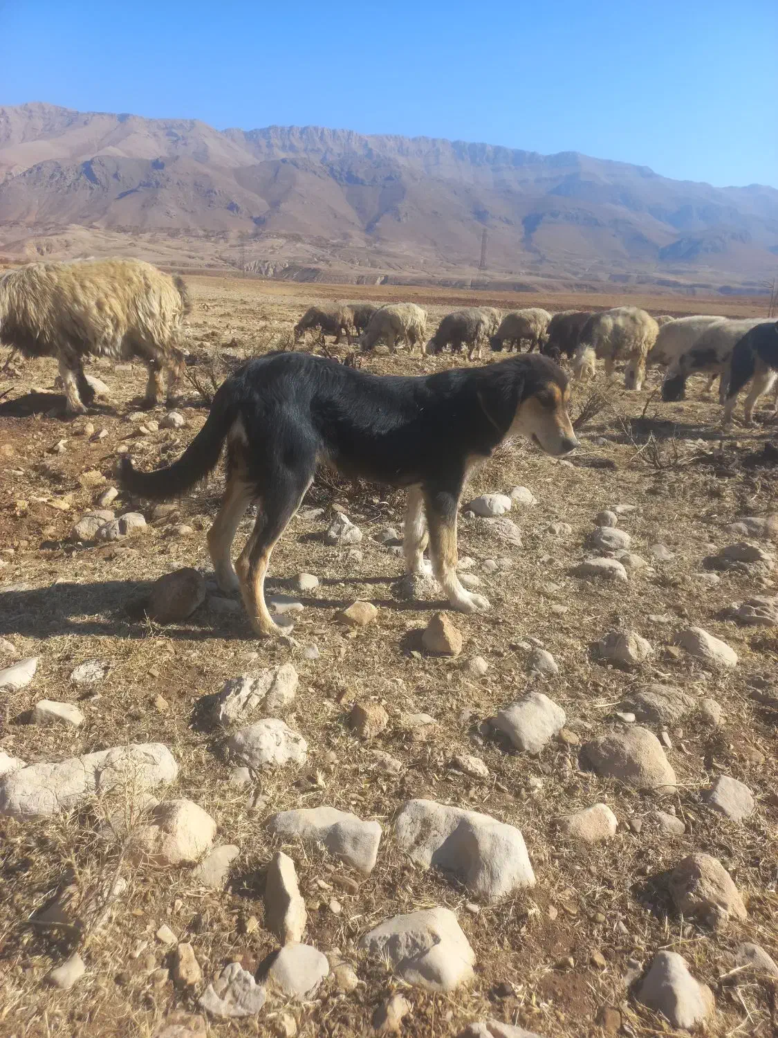 سگ ژرمن|سگ|کوهرنگ, |دیوار