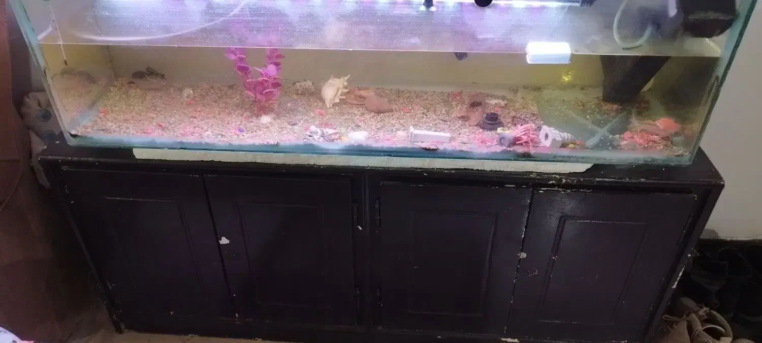 اکواریوم شیشه ای بزرگ|ماهی|فولادشهر, مسکن مهر فولادشهر|دیوار