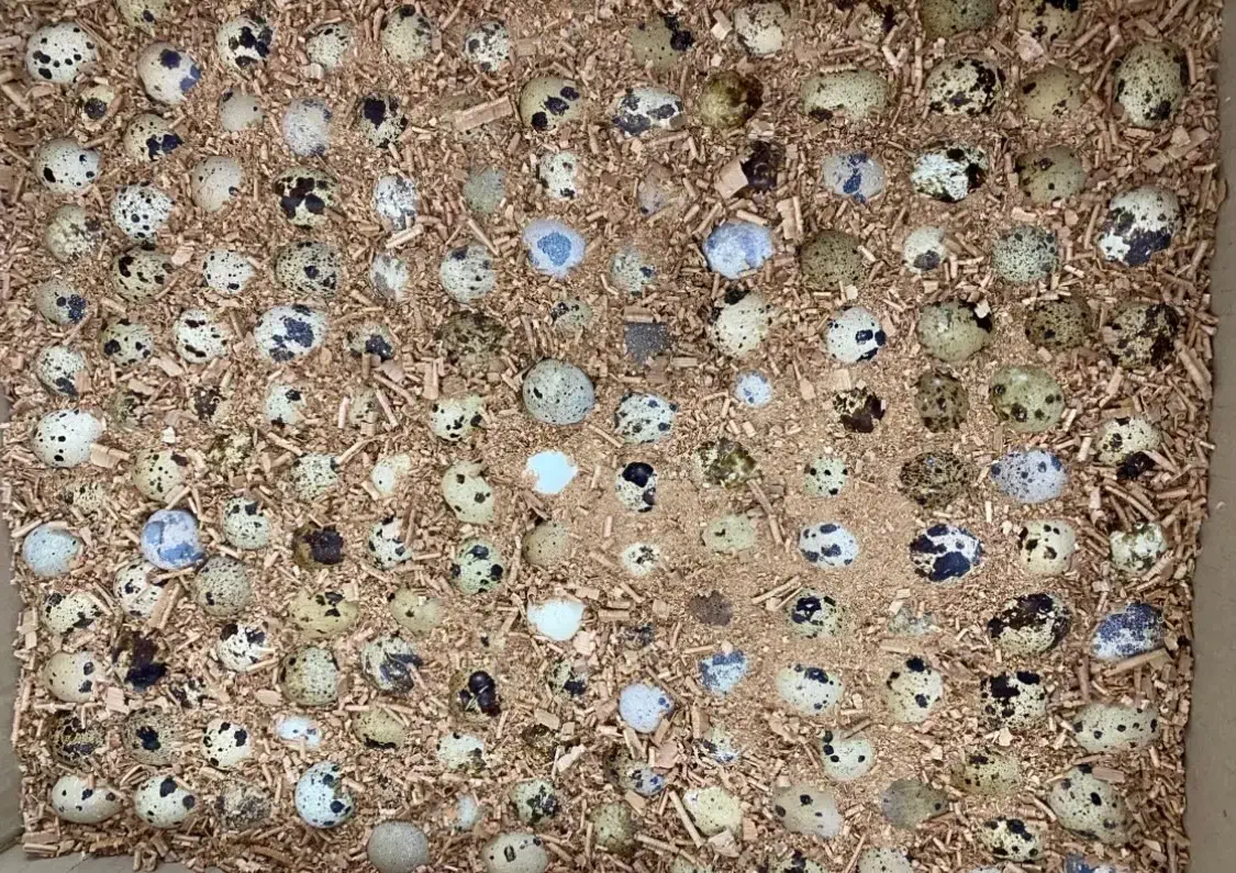 تخم نطفه دار بلدرچین با ضمانت هچ بالا|حیوانات مزرعه|مشهد, جانباز|دیوار