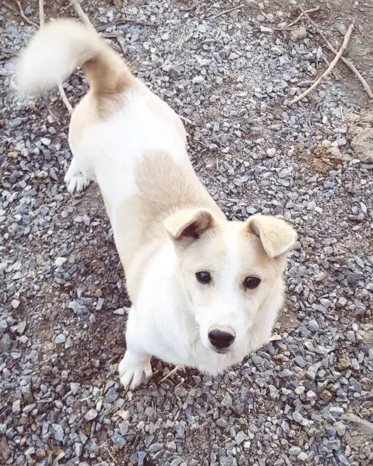 پاکوتاه|سگ|ملکان, |دیوار