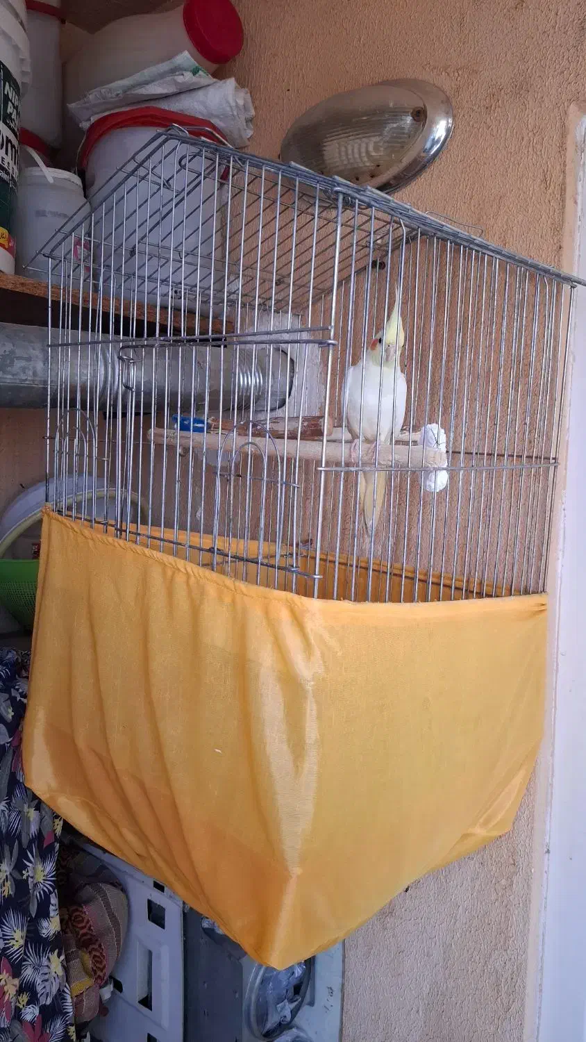 عروس هلندی لوتینو نر|پرنده|محمدشهر, شهرک پیام (مهرالبرز)|دیوار