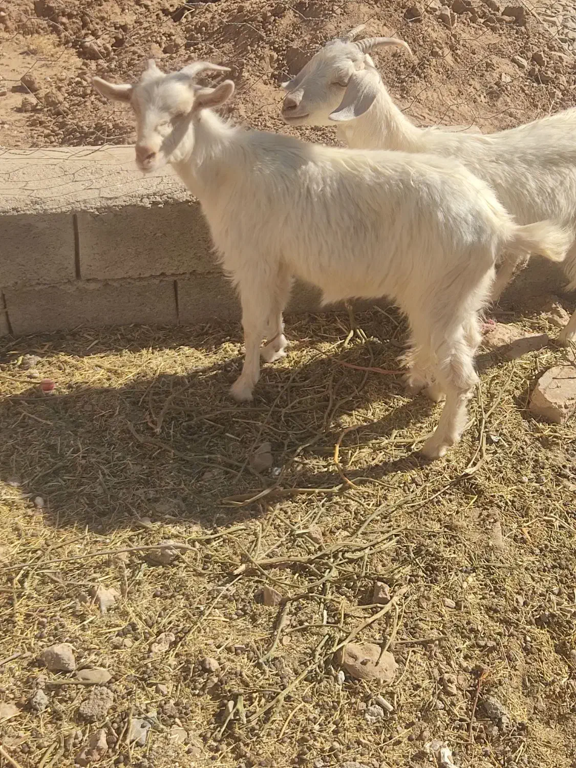 دو عدد بزغاله سانن|حیوانات مزرعه|قائن, |دیوار