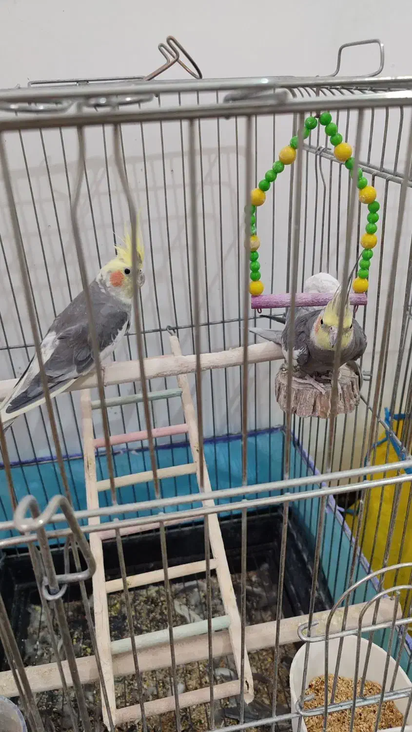 عروس هلندی|پرنده|زرند, |دیوار