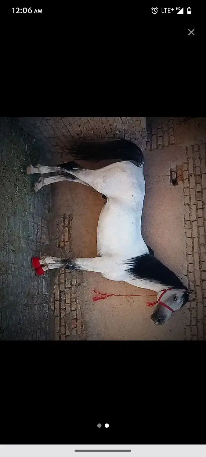 اسب نریان|اسب و تجهیزات اسب‌سواری|هلالی, |دیوار