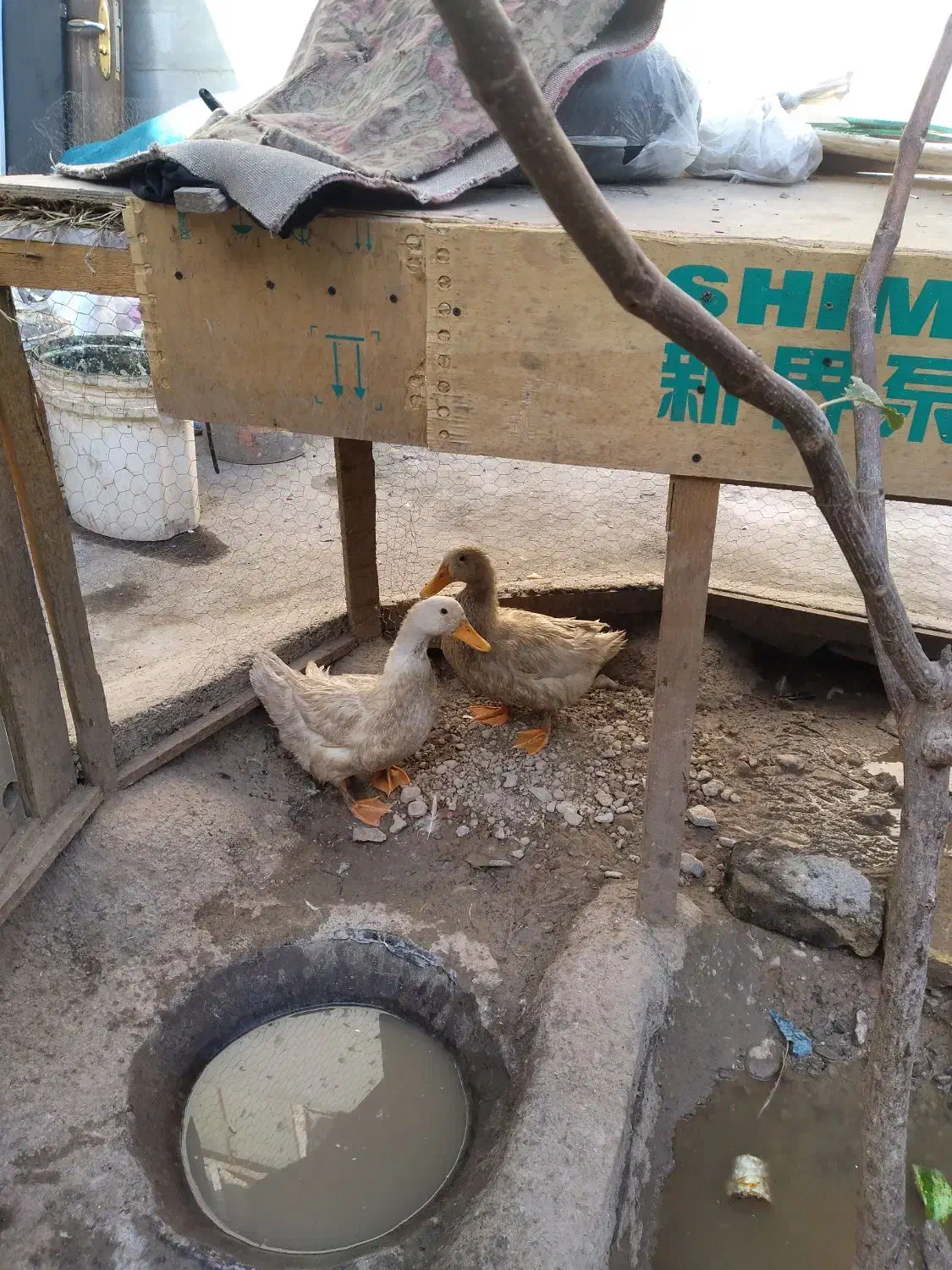 اردک|حیوانات مزرعه|مشهد, شهرک مهرگان|دیوار