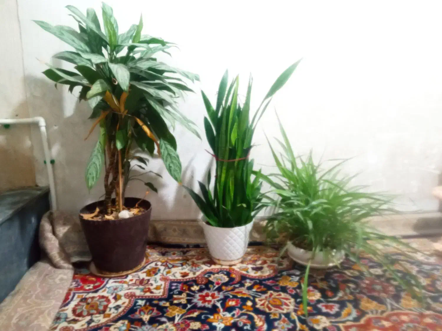 گل .|گل و گیاه طبیعی|شیراز, شهرک مهدیآباد|دیوار