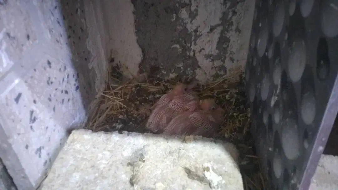 گمشده...مژدگانی فوری|پرنده|ایوان, |دیوار