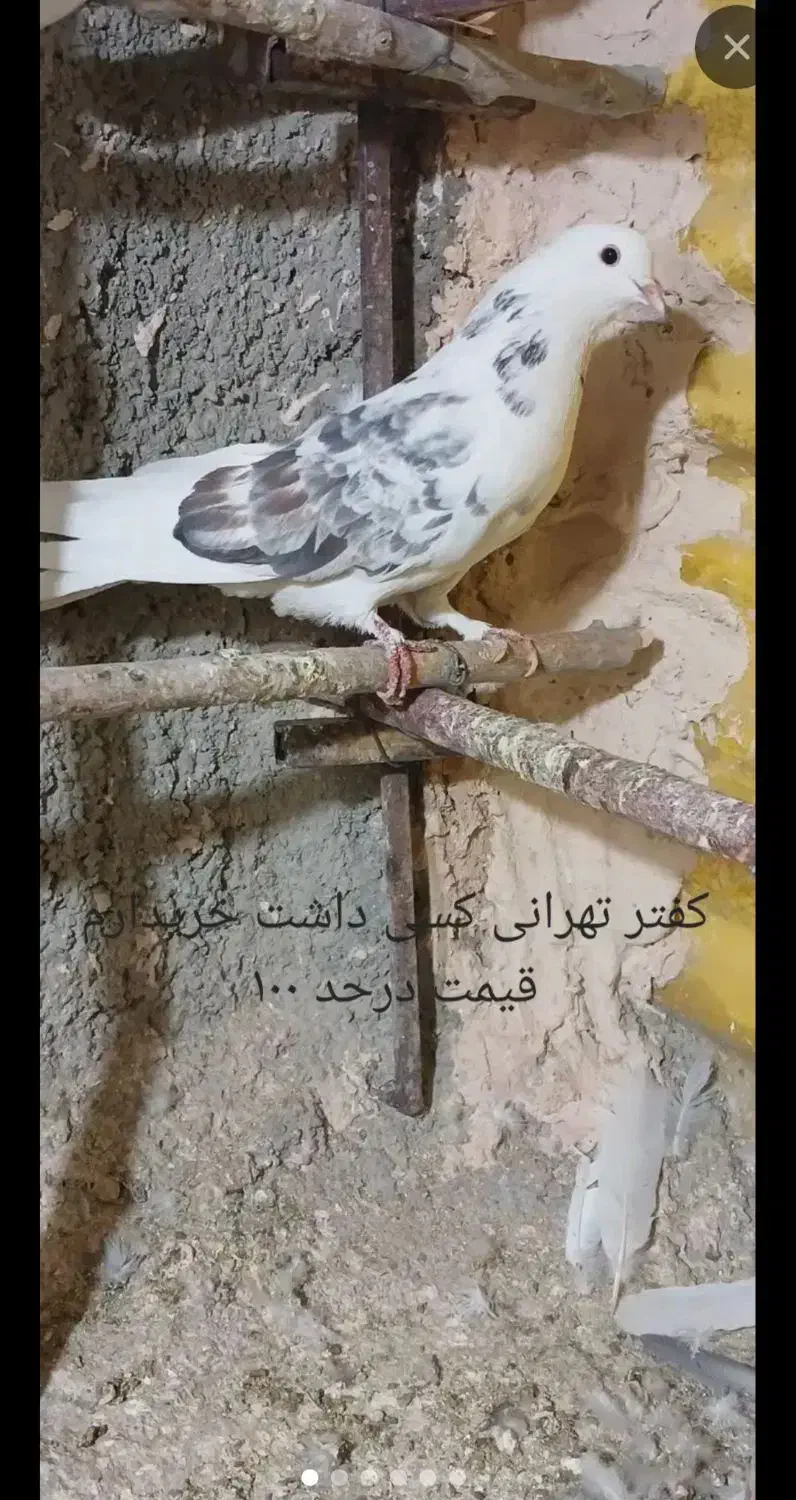 کفتر تهرانی|پرنده|تایباد, |دیوار