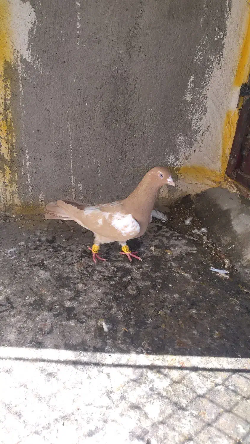 کبوتر|پرنده|دشتابی, |دیوار