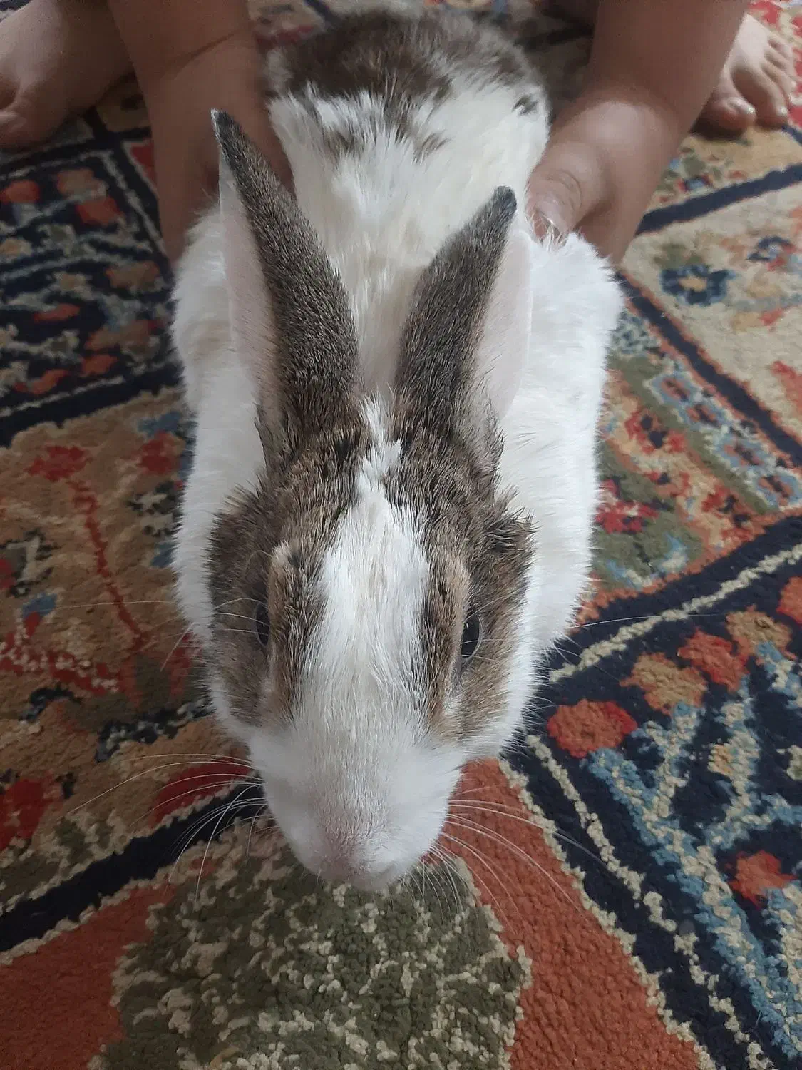 خرگوش|موش و خرگوش|بومهن, |دیوار