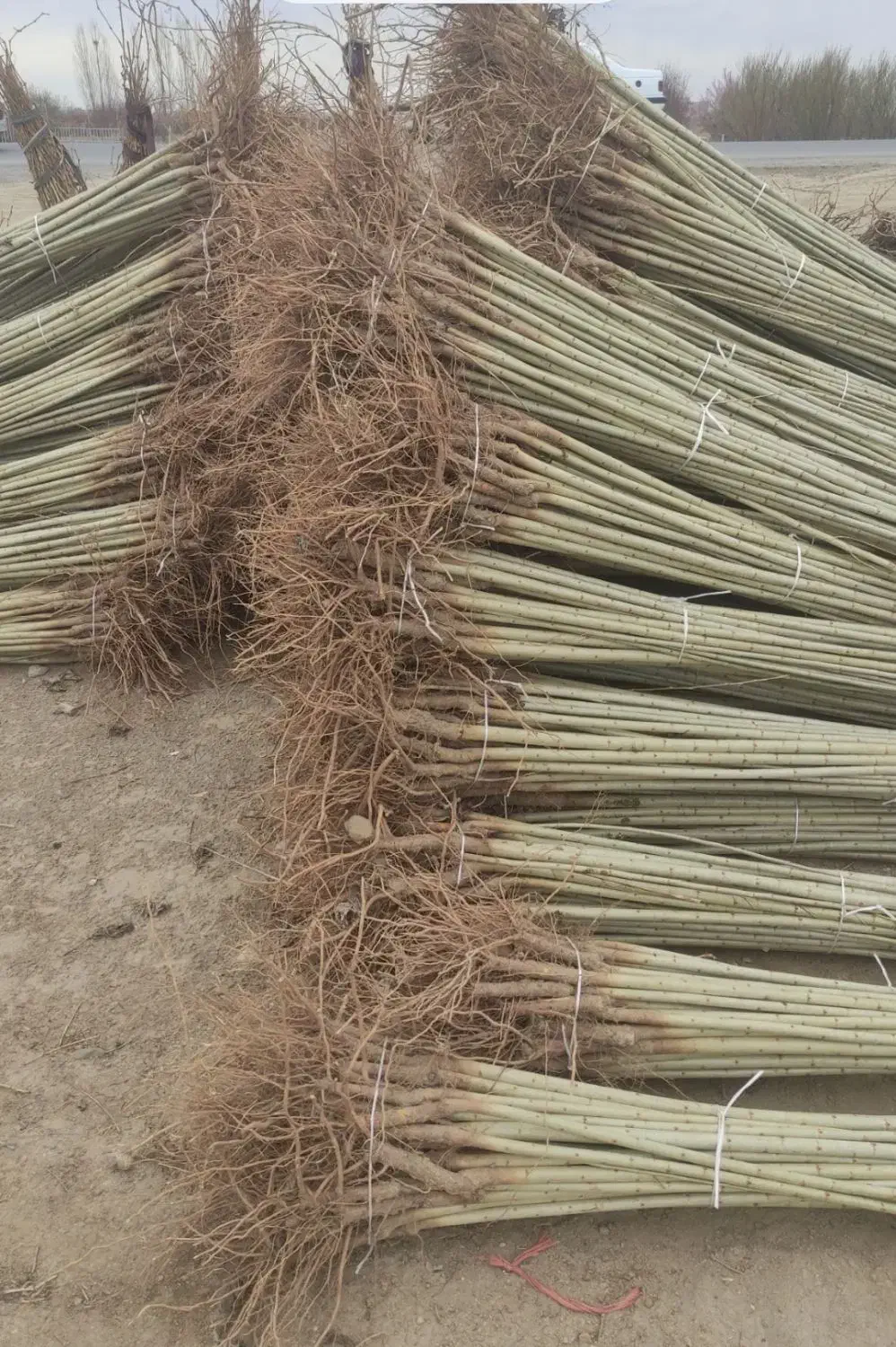 از نهالستان مستقیم بدون واسطه گردو صنوبر و بادام|خدمات باغبانی و درختکاری|بانه, |دیوار