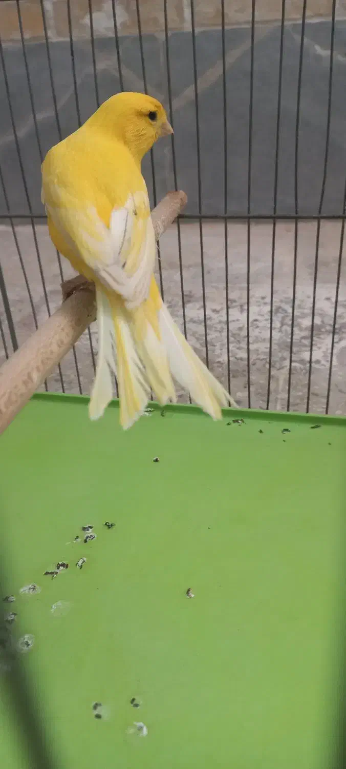 قناری  نر|پرنده|یزد, |دیوار