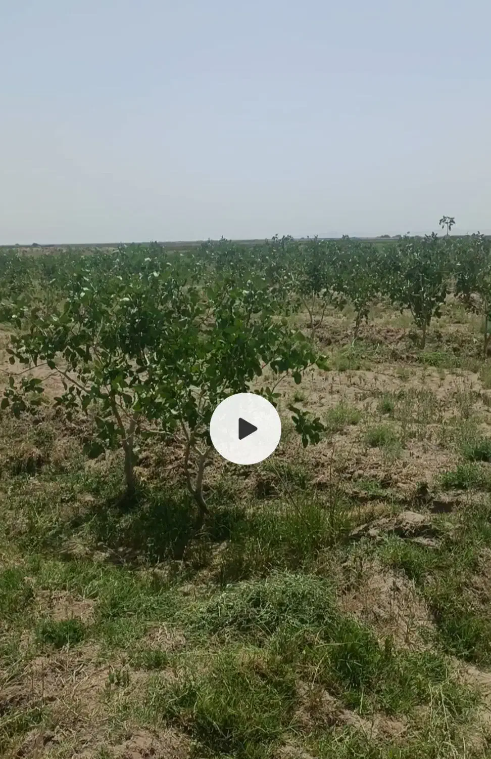 2ساعت آب و باغ پسته|فروش دفتر صنعتی، کشاورزی، تجاری|انابد, |دیوار