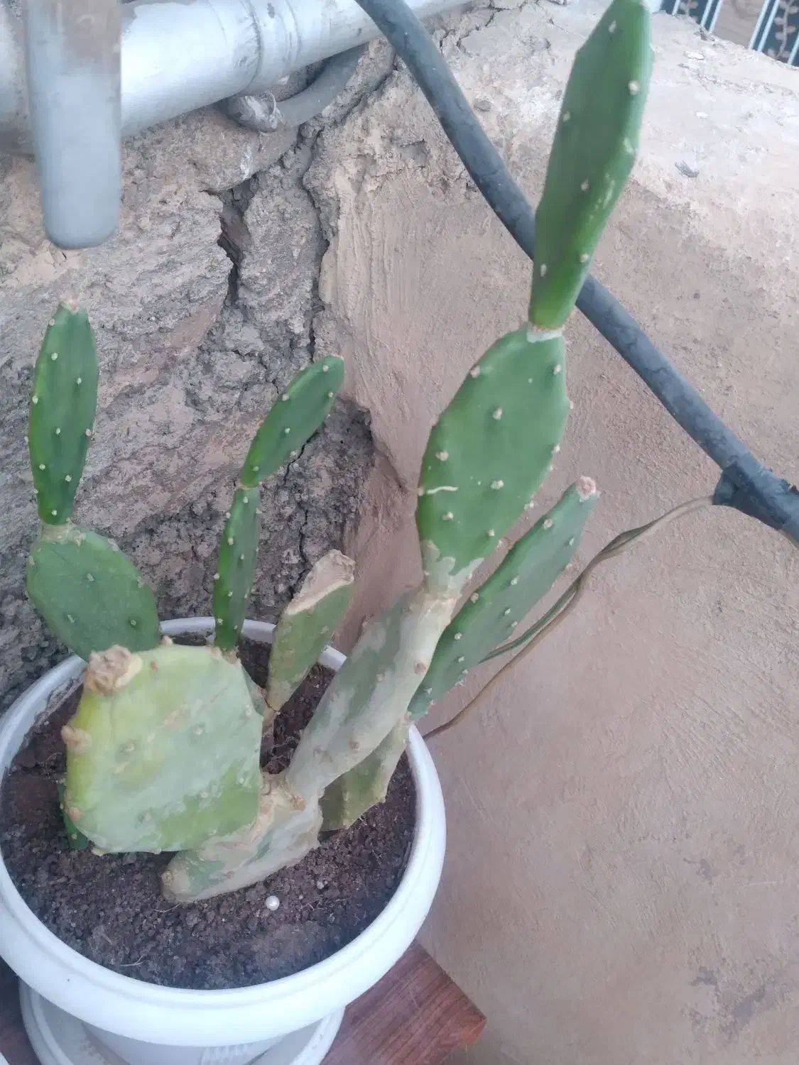 گل کاکتوس|گل و گیاه طبیعی|بوکان, |دیوار