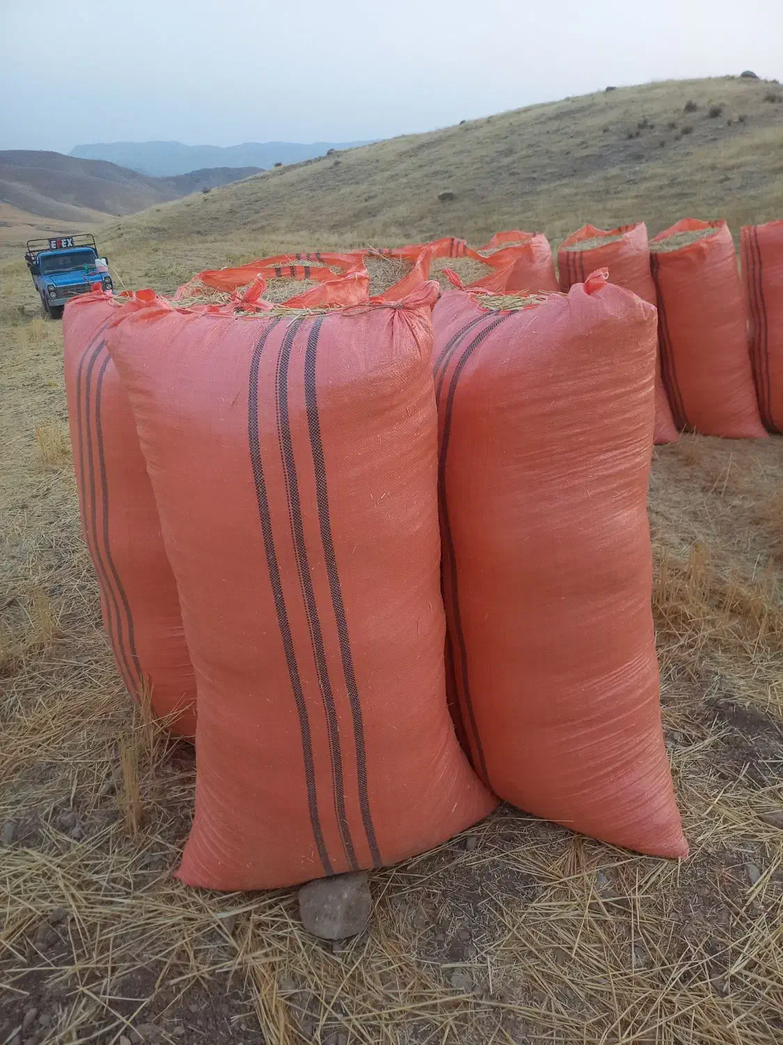 کاه درجه یک نیاز به تعریف نداره|عمدهفروشی|آبدانان, |دیوار