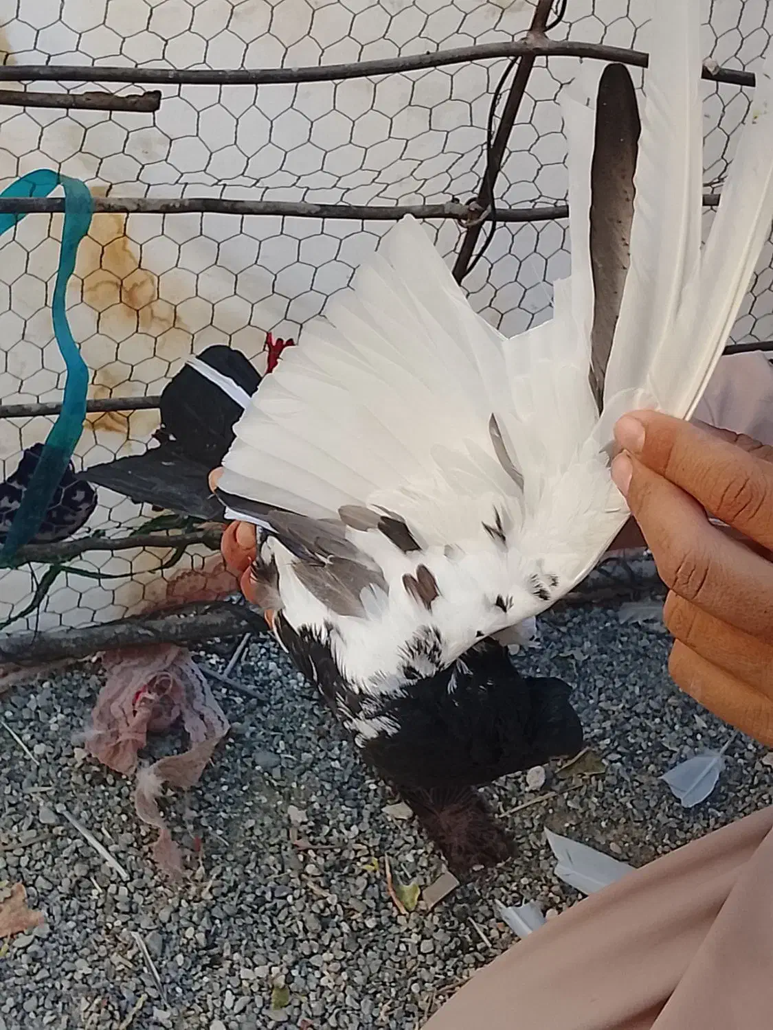 کبوترسینه سیاه|پرنده|ایرانشهر, |دیوار