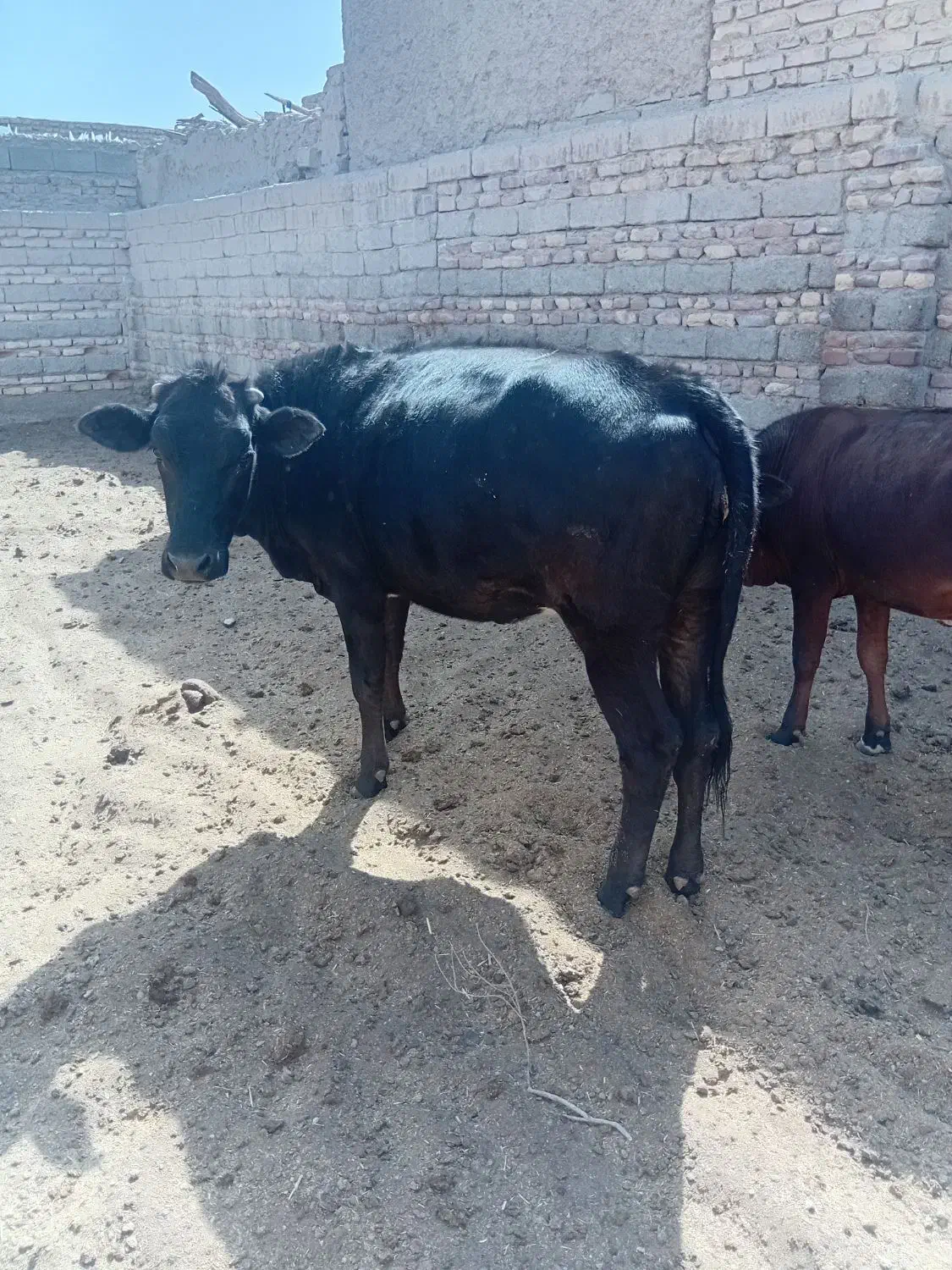 گستر ماده|حیوانات مزرعه|زابل, |دیوار