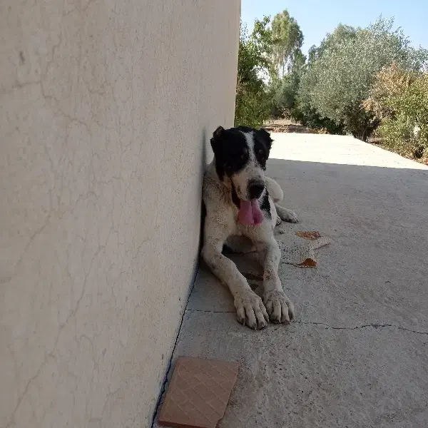 سگ قهدریجانی اصفهانی البای خراسانی ماده|حیوانات|شیراز, داریون|دیوار