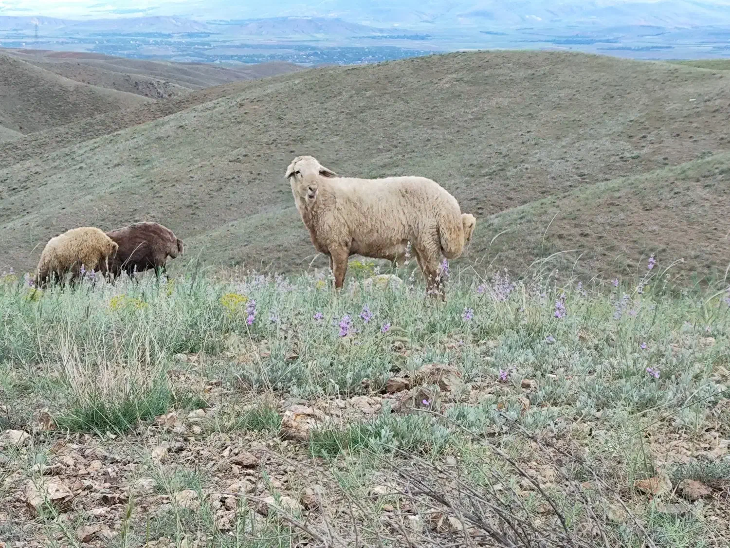 قوچ نژادمغانی|حیوانات مزرعه|اهر, |دیوار