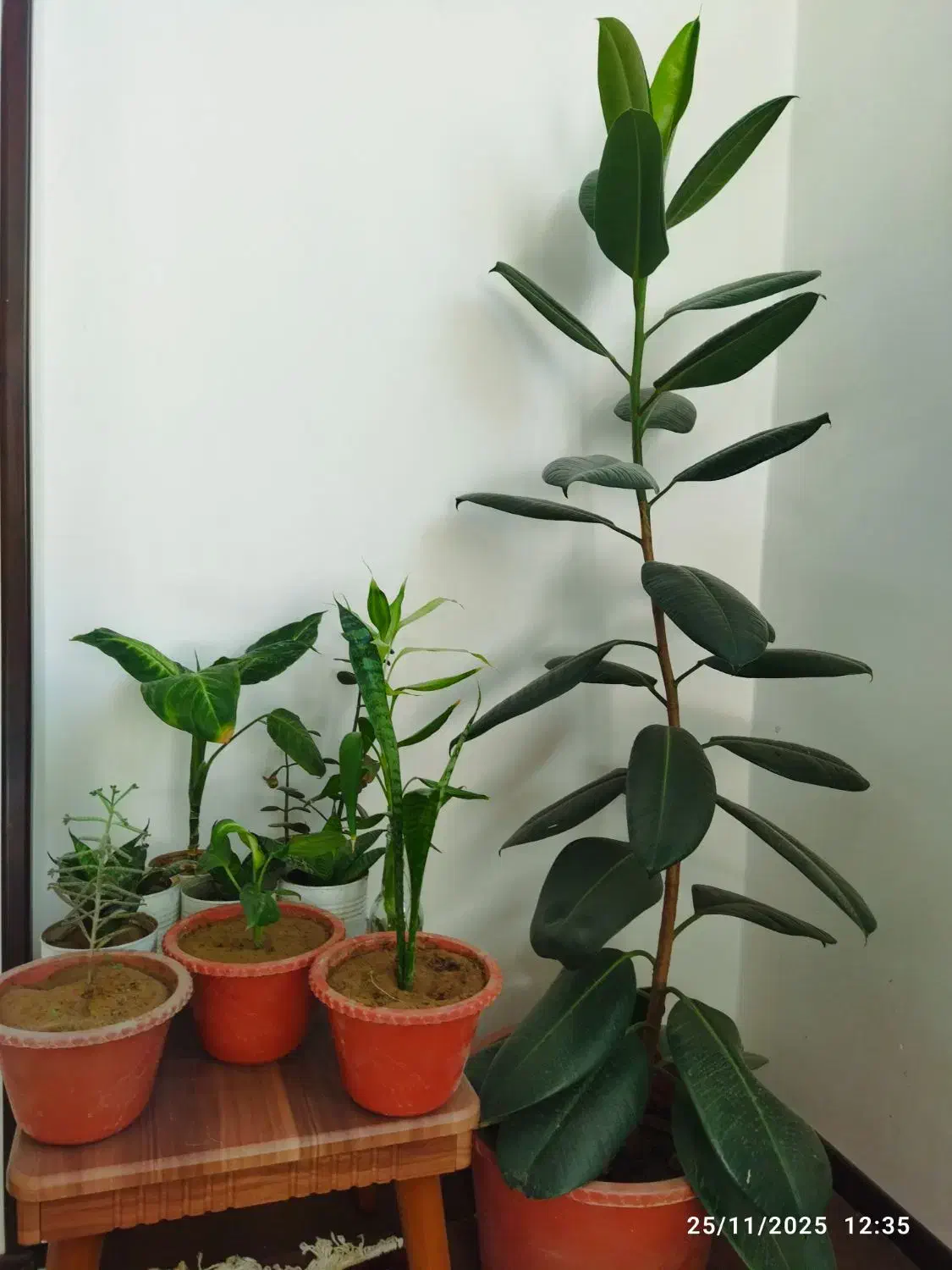 گل‌های زیبا|گل و گیاه طبیعی|شهرکرد, |دیوار