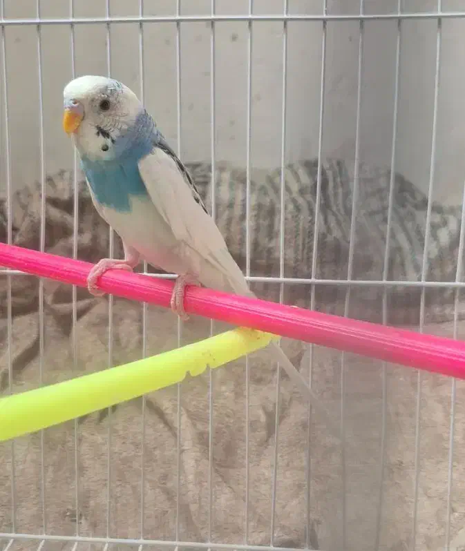 مرغ عشق|پرنده|کرمان, |دیوار