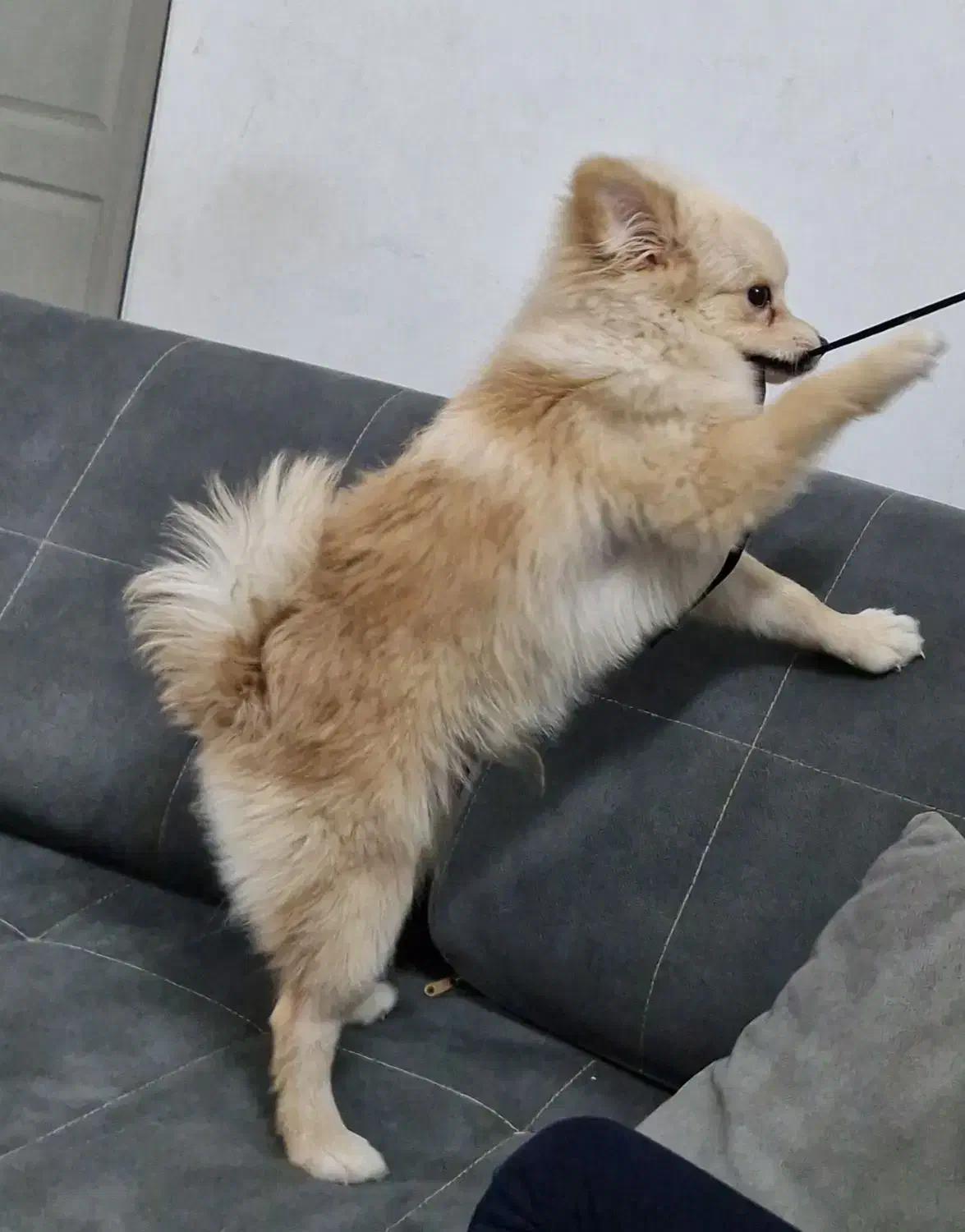 پامر کراس|سگ|اسلام‌شهر, شهرک مفیدی|دیوار