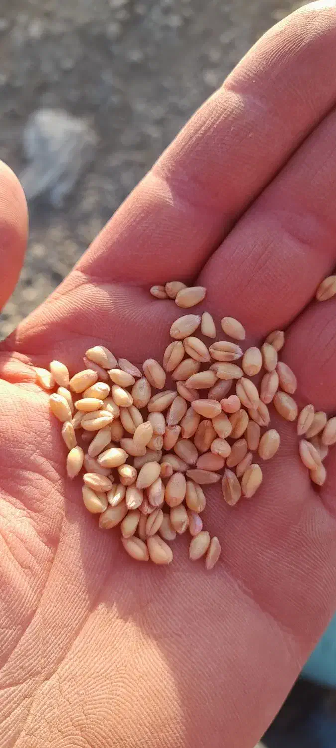 بذر گندم آبی میهنو گندم دیم باران در بیلوار|عمده‌فروشی|بیلوار, |دیوار