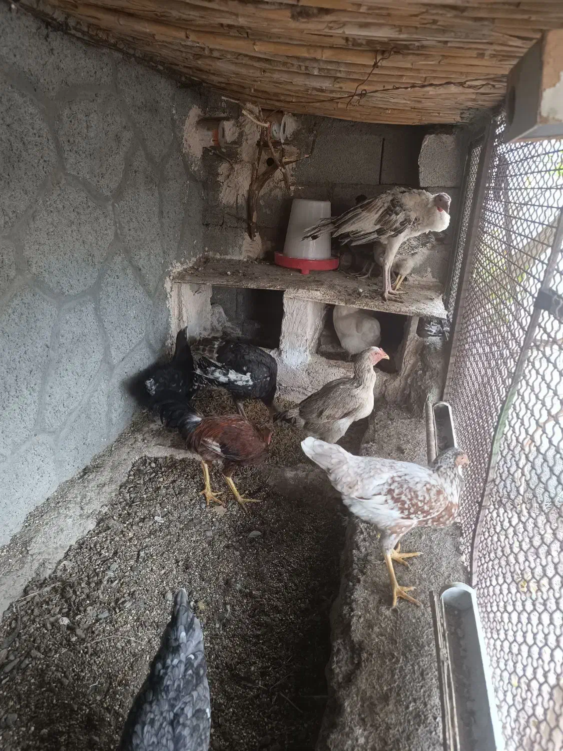 تعدادی مرغ با قفس|حیوانات مزرعه|دامن, |دیوار