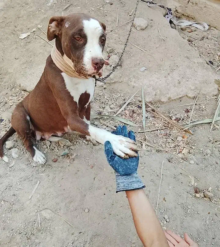 سگ پتبدل|سگ|بندر ماهشهر, |دیوار