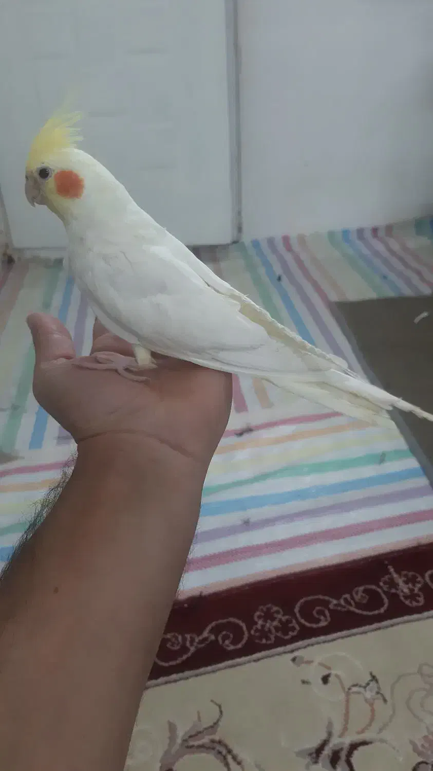 عروس هلندی ماده|پرنده|میلاجرد, |دیوار