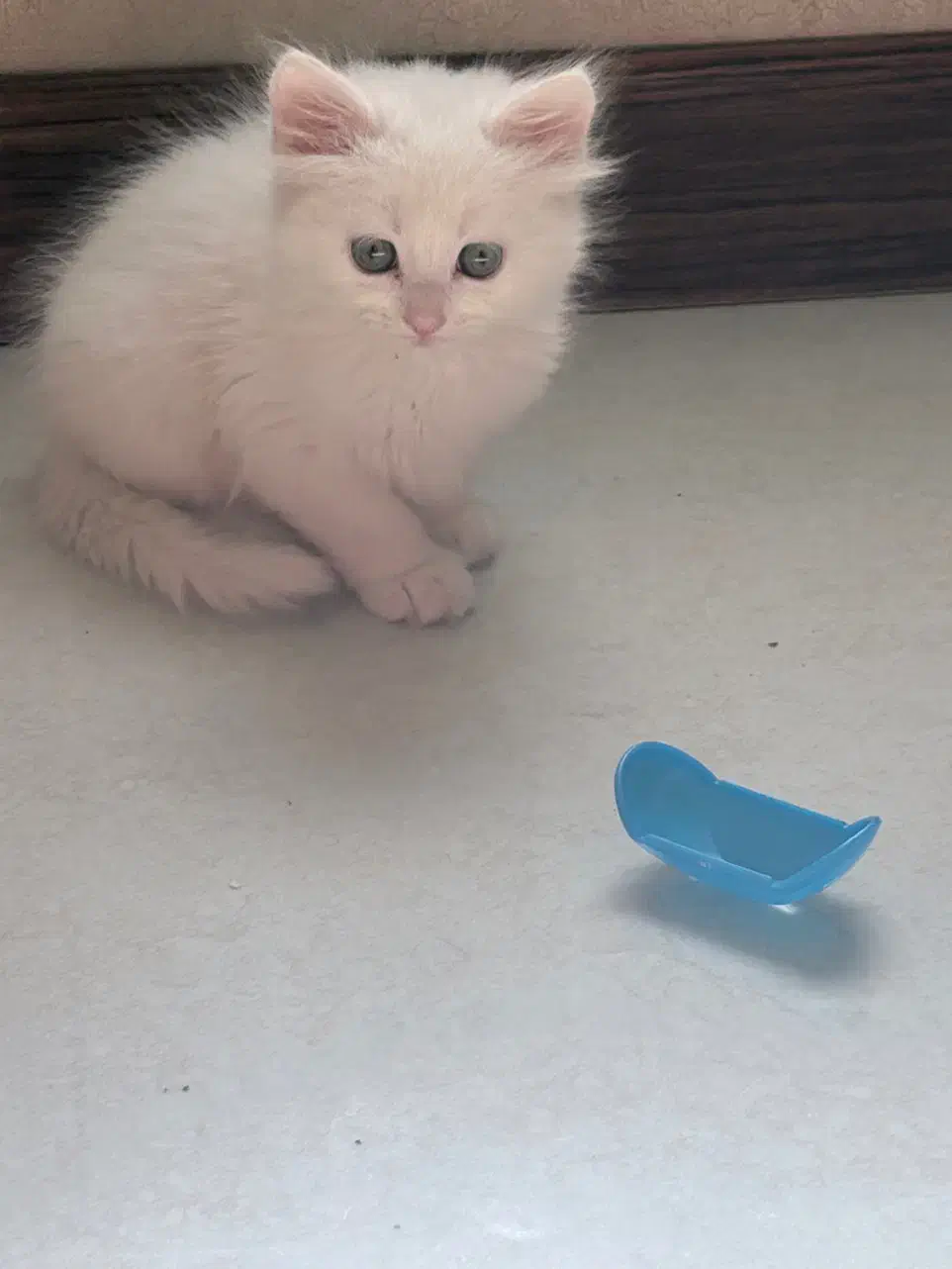 گربه پرشین نر ۲ماهه|گربه|اهواز, کیانپارس |دیوار