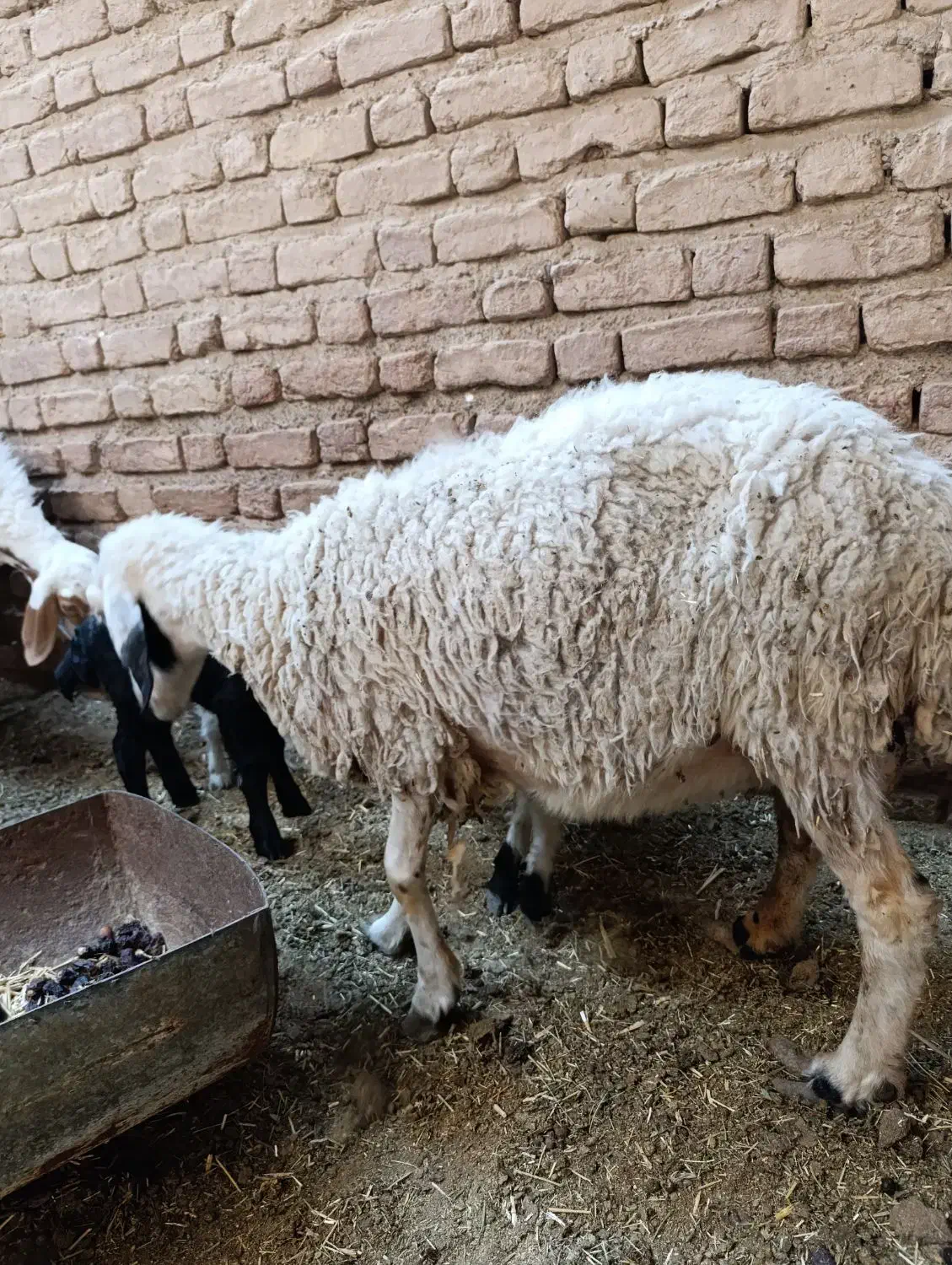 میش و بره های دوقلو|حیوانات مزرعه|نرماشیر, |دیوار
