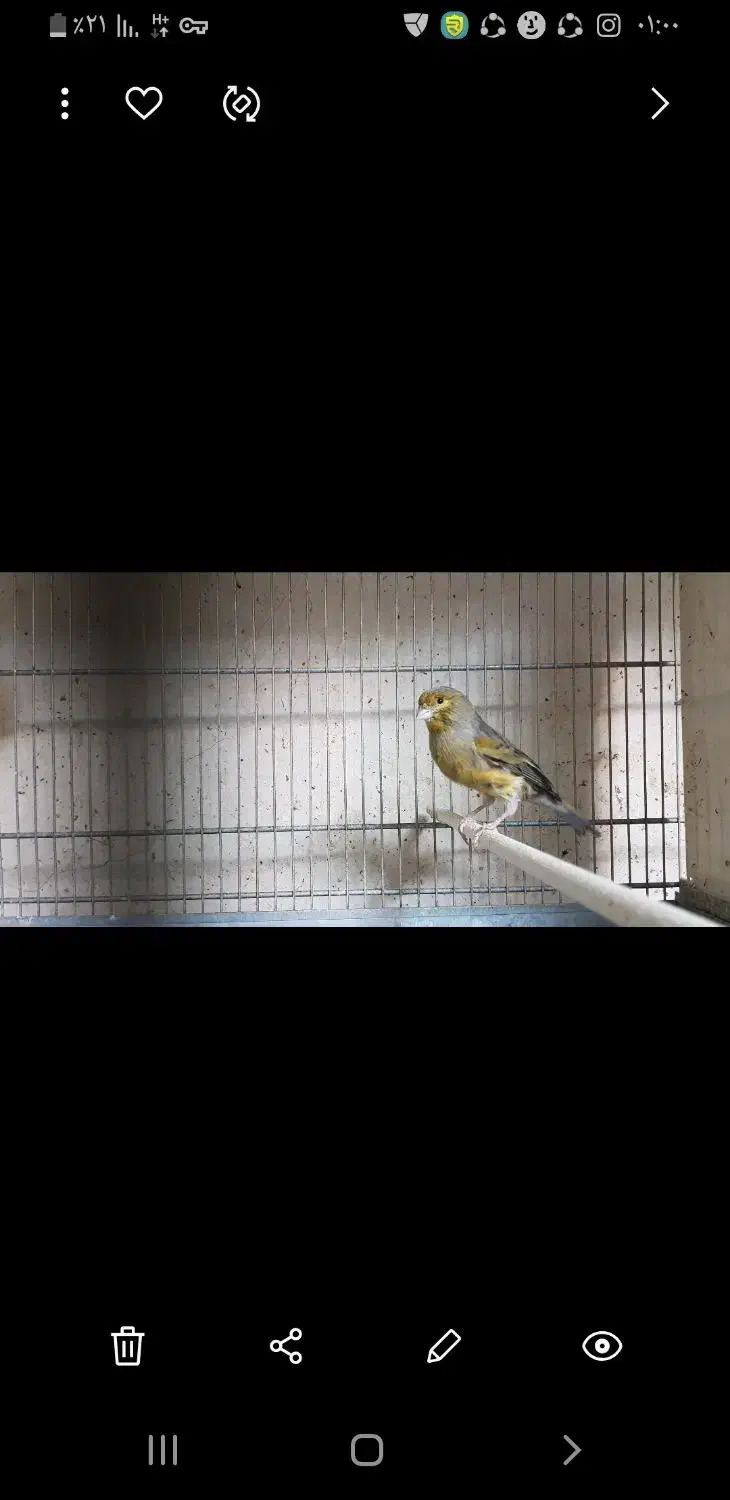 قناری سبز  و قناری ابلغ|پرنده|سمنان, |دیوار