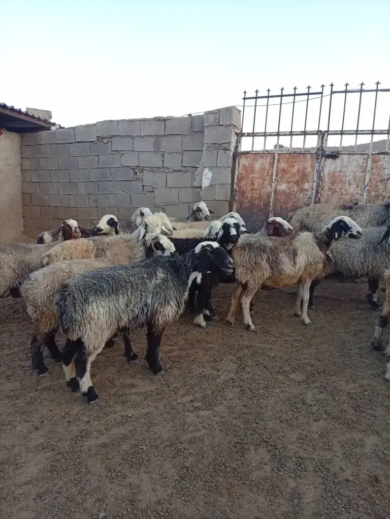 میش بره دار جفتی|حیوانات مزرعه|ارژن, |دیوار