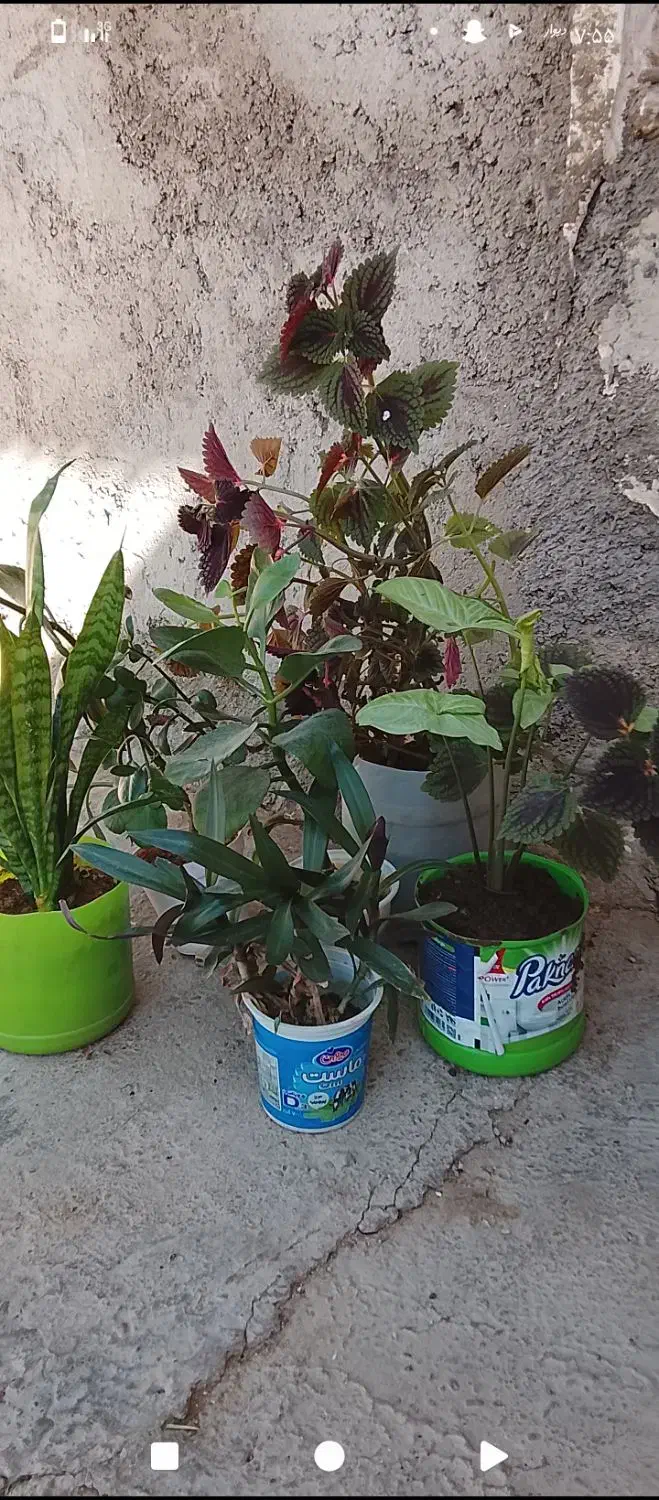 گل و گیاه|گل و گیاه طبیعی|اندیکا, |دیوار