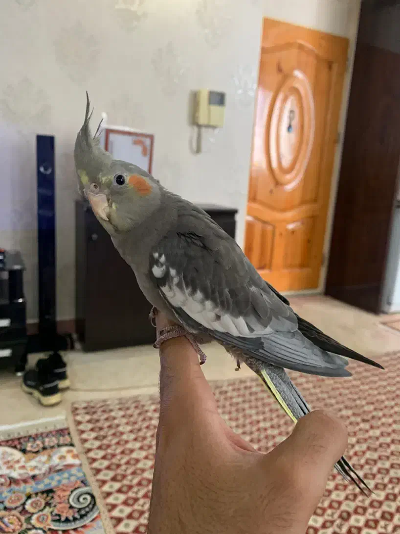 عروس هلندی سخنگو لوتینو گلباقالی سینامون|پرنده|تهران, سازمان برنامه جنوبی|دیوار