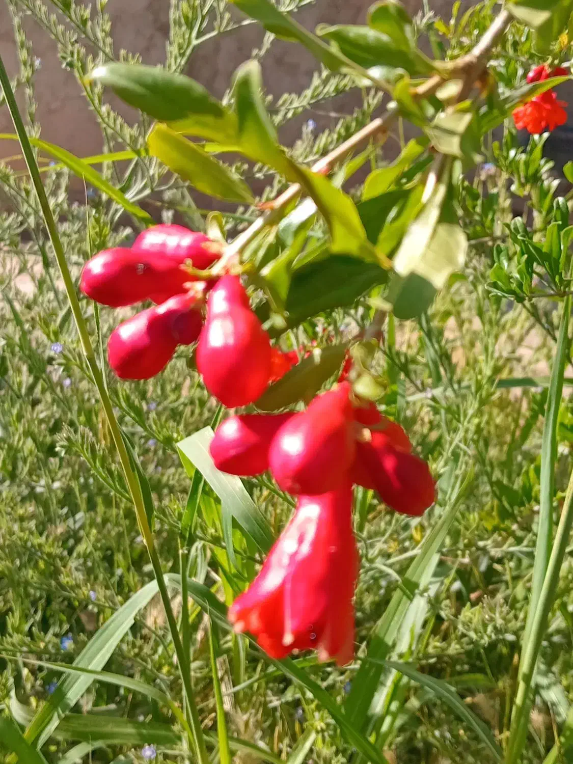 نهال انار محمود آباد ۲ ساله|خدمات باغبانی و درختکاری|گرمسار, |دیوار