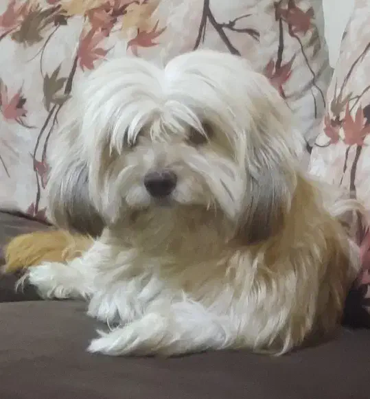 سگ شیتزو|سگ|امیدیه, |دیوار