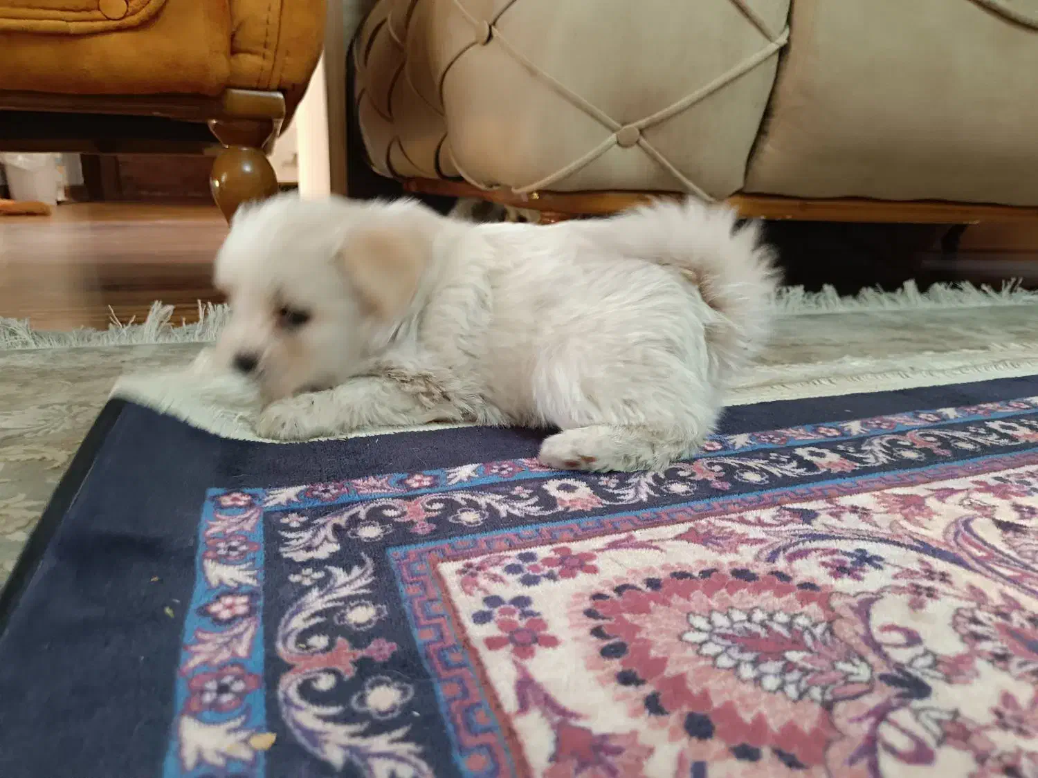 واگذاری سگ|سگ|شیراز, تاچارا|دیوار