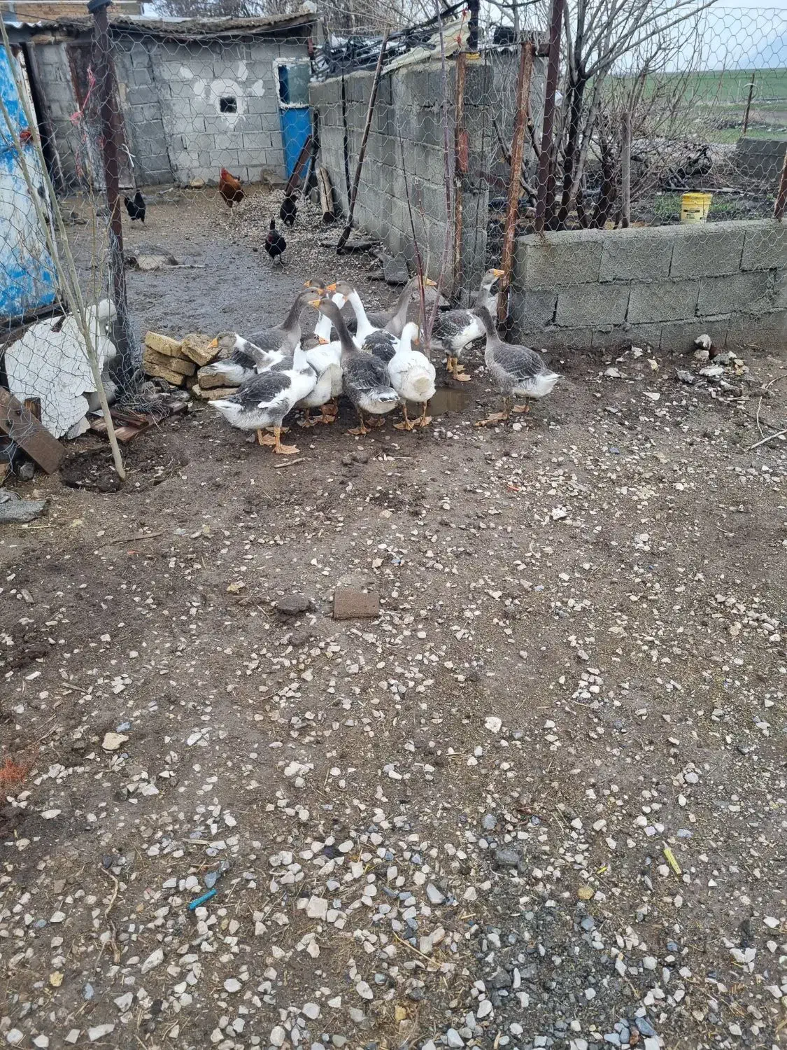 غاز|حیوانات مزرعه|کرمانشاه, |دیوار