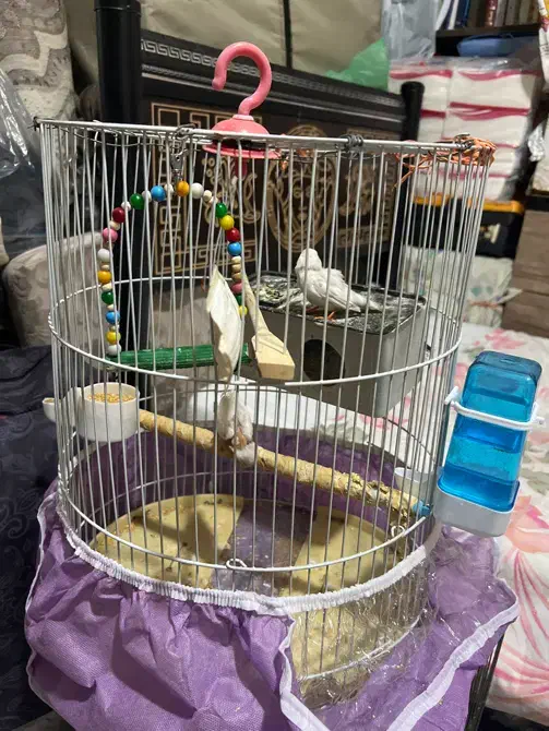 یه جفت فنچ بازیگوش و بخون|پرنده|تهران, حشمتیه|دیوار