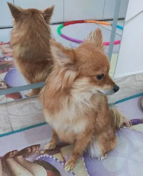 پامر یکساله ماده|سگ|اسلام‌شهر, صادقیه|دیوار