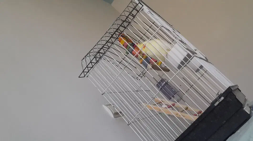 قفس|لوازم جانبی حیوانات|بم, |دیوار